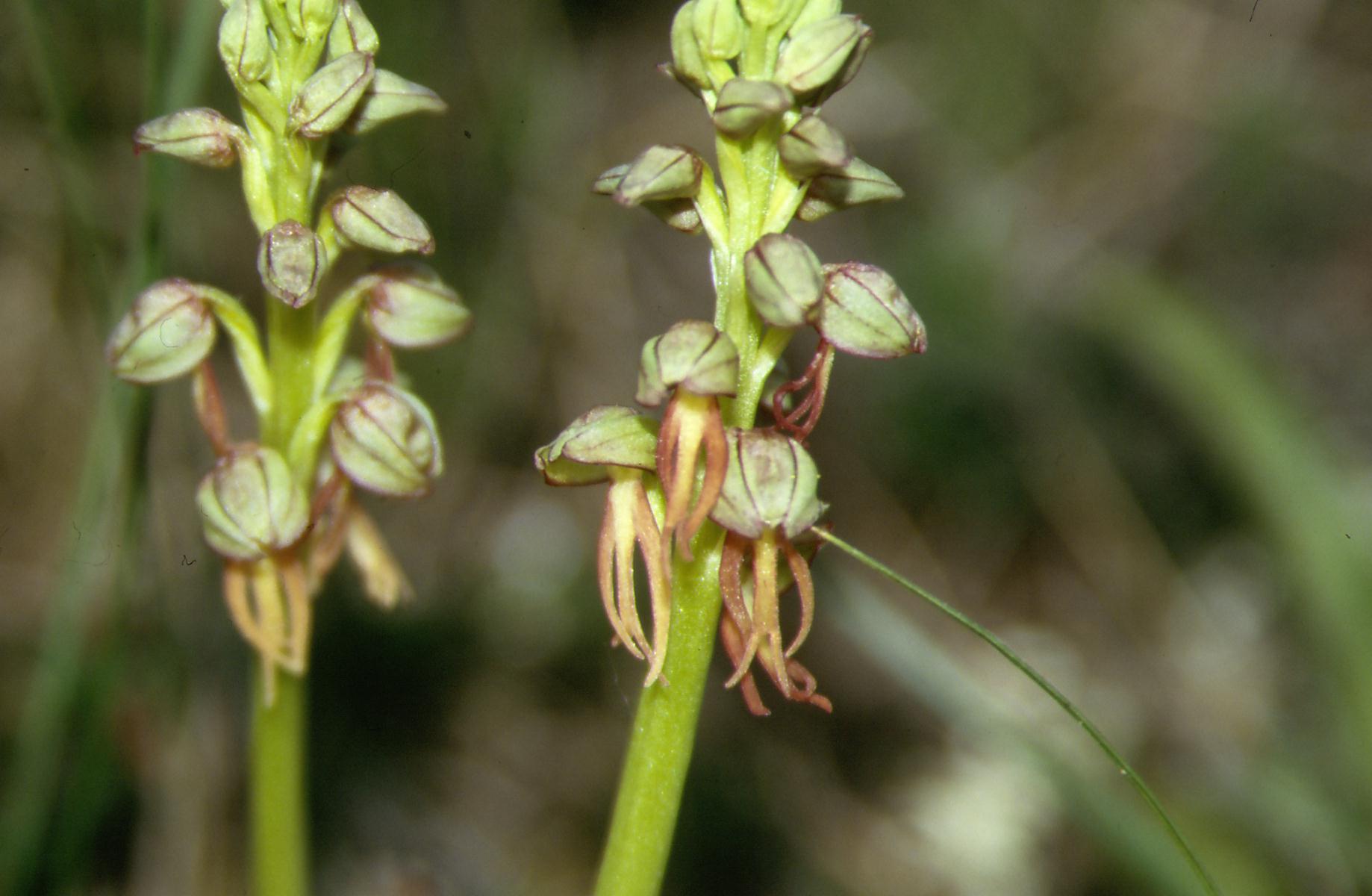 Orchis pauciflora e Orchis anthropophora